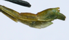 CollectionObject 1580898; f3125fce-e6fc-4caa-b43a-6797395af0f5: copyright FRCS Sabah. male: end of abdomen, lateral view (paratype). (CollectionObject).