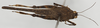 CollectionObject 1503214; 93fe34d5-6605-4572-8d5c-48e94ce7a134: female, dorsal view (holotype). (CollectionObject).