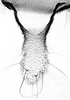 Aedeagus, ventral view. on Aphis (Bursaphis) oenotherae Oestlund, 1887 alate viviparous female: Cauda (CA) of A. oenotherae. (Observation).