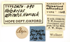 CollectionObject 1521826; 1e2d3156-1907-4de8-83d1-d6c5d11284c6: labels (holotype). (CollectionObject).