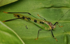 CollectionObject 1588841; 4c19f473-be39-4764-b93b-828e3b867fe8: Uploaded by J.Skejo with permission of C.Khaosok. Specimen sitting on a leaf. Photo originally posted in the Facebook group 'The Orthoptersits' Society'. (CollectionObject).