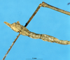 CollectionObject 1506953; 5a079bf3-8aad-4e23-a715-9119809a7386: male abdomen tip (syntype). (CollectionObject).