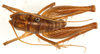 CollectionObject 1499228; 8317952d-cdaf-4dc6-811b-192f7f8707c7: male, dorsal view (holotype). (CollectionObject).