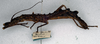 CollectionObject 1558520; NMW 121', 90e6d205-e621-402d-a3cd-ed4214e2a654: copyright NMW. female, lateral view (paralectotype). (CollectionObject).