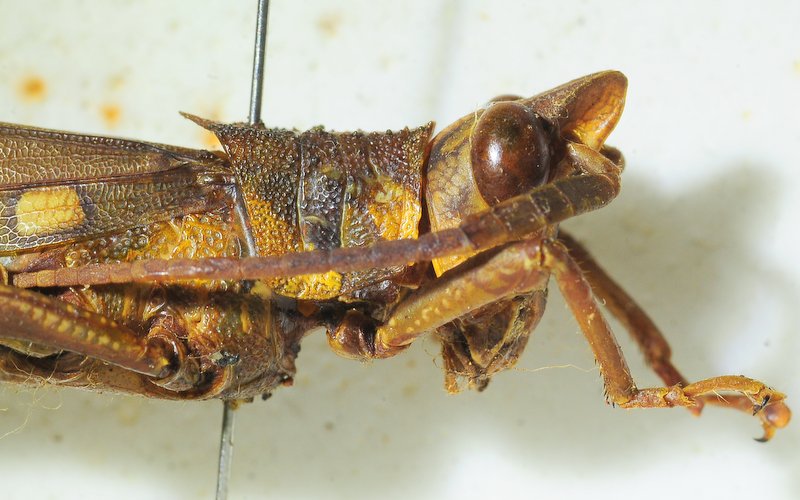 male head and pronotum, lateral view. Depicts CollectionObject 1498682; a6f71bae-af83-473d-8545-a86e47bb5a69, a CollectionObject.