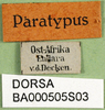 CollectionObject 1502637; 8233817a-52f1-440b-819d-b1aa31dcf777: labels (syntype). (CollectionObject).