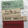 CollectionObject 1505822; a38adfec-4325-4bdc-94c1-0695ccb01b1c: labels (holotype). (CollectionObject).