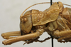 CollectionObject 1535976; eb9c2630-db16-4b83-a15e-9a076388c642: male pronotum, lateral view (syntype). (CollectionObject).