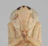 Head: Head. (Observation).