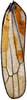 Forewing: !! display not done !! on Zyginama Dietrich & Dmitriev, 2006: Forewing (Z. ritana Beamer). (Observation).