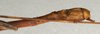CollectionObject 1560594; 6053d9ac-52c0-4a95-bbdc-31c077963cdb: copyright NMW, Vienna. male: end of abdomen, lateral view (syntype). (CollectionObject).;CollectionObject 1560595; 0b40a03b-a42d-450a-9861-7d3975014e39: copyright NMW, Vienna. male: end of abdomen, lateral view (syntype). (CollectionObject).