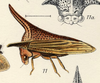 Habitus, lateral view on Alchisme apicalis (Walker, 1851): (Observation).