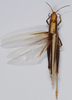 CollectionObject 1543204; fdc66bfe-40c6-4d10-9e2b-e4d62bd0292e: female, dorsal view. (CollectionObject).