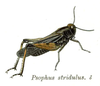 Pl. 6. male, lateral view. Depicts Psophus stridulus (Linnaeus, 1758), an Otu.