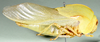 Physophorina livingstonii Westwood, 1874: male, lateral view. (Otu).