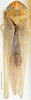 Habitus, dorsal view: !! display not done !! on Bambusana Anufriev, 1969: Bambusana n.sp., dorsally (TARI). (Observation).