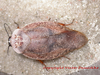 Gyna lurida Saussure, 1899: Copyright Victor Demeshko. Adult male of Gyna lurida. Captive reared. (Otu).