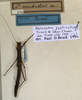 CollectionObject 1556913; 09d60621-39da-4199-83eb-5e1fb51337db: copyright NMW, Vienna. female of Perisceles modestus (holotype). (CollectionObject).