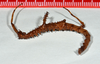 CollectionObject 1556958; d5b9a34f-4121-49be-9507-bc4ac6d69d4a: copyright CMNZ, Christchurch. female nymph of synonym Acanthoxyla fasciata (holotype). (CollectionObject).