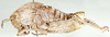 Pagopedilum subcruciatum Karsch, 1896: lateral view. (Otu).