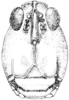 Tetrix subulata (Linnaeus, 1758): Fig. 30. female, head, facial view. (Otu).