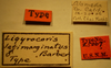 CollectionObject 1597223; 8d0946d1-f07d-4195-8c06-ce548ed6821d: Ligyrocoris latimarginatus - Holotype Labels (NMNH) - (CC BY-NC 3.0) - Photo by Pablo M. Dellapé with permission from the National Museum of Natural History (NMNH), Smithsonian Institution, Washington, D.C. (CollectionObject).