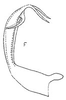 Aedeagus, lateral view: !! display not done !! on Frequenamia quimilica (Linnavuori, 1959): Aedeagus, lateral view. (Observation).