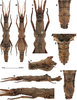CollectionObject 1583098; 11599add-0417-4a4d-bae1-46afbd4eeda5: copyright RBINS, Brussels. female (paratype). A, habitus, dorsal view. B, habitus, ventral view. C, head and thorax, dorsal view. D, terminalia, dorsal view. E, Terminalia anterodorsal view. F, terminalia, lateral view. G, habitus lateral view. H, terminalia, ventral view. I, head and thorax, lateral view. (CollectionObject).;CollectionObject 1583099; 5d04d205-0cae-47a4-900a-955d73b470e0: copyright RBINS, Brussels. female (paratype). A, habitus, dorsal view. B, habitus, ventral view. C, head and thorax, dorsal view. D, terminalia, dorsal view. E, Terminalia anterodorsal view. F, terminalia, lateral view. G, habitus lateral view. H, terminalia, ventral view. I, head and thorax, lateral view. (CollectionObject).