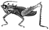 Nicarchus erinaceus Stål, 1878: Pl. 1, Fig. 8 (after type). male habitus (Nicarchus enyalius; body length 16.6 mm, hind femur10.9 mm). (Otu).