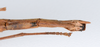 CollectionObject 1562559; 3923069e-3bbd-4f15-8e54-3bc7af5d4b4f: copyright ZMUH, Hamburg. female: end of abdomen, ventral view (syntype). (CollectionObject).