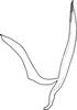 Aedeagus, lateral view on Shaddai typicus Distant, 1918: Aedeagus, lateral view (W Himalay). (Observation).