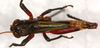 CollectionObject 1544441; 173471ec-3116-4c4a-8cef-0db86fdd09bf: male, dorsal view (paratype). (CollectionObject).