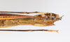 CollectionObject 1590071; f2b77b92-d661-4edc-b3f6-3668100ad168: copyright Oskar Conle. female: end of abdomen, lateral view (paratype). (CollectionObject).