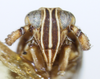 Head: !! display not done !! on Toya (Metadelphax) wetmorei (Muir & Giffard, 1924): (Observation).
