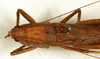 male, dorsal view (syntype). Depicts CollectionObject 1592202; 37bf4562-6d8a-475f-a5a1-8e40debf9bf4, a CollectionObject.