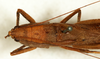 CollectionObject 1592202; 37bf4562-6d8a-475f-a5a1-8e40debf9bf4: male, dorsal view (syntype). (CollectionObject).