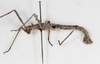 CollectionObject 1558172; 8948cf4d-207b-4e67-b86b-569924ea49cf: copyright NMW, Vienna. male, lateral view (syntype). (CollectionObject).;CollectionObject 1558173; 08870ce4-b04c-4543-a31f-b1409d0348f5: copyright NMW, Vienna. male, lateral view (syntype). (CollectionObject).
