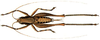 Hyperomerus griseus (Giglio-Tos, 1898): female, dorsal view. (Otu).