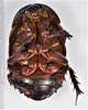 CollectionObject 1613746; 50449d2b-25fe-4b2c-8481-45ac87bb46ee: (CollectionObject).