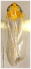 Habitus, dorsal view on Changwhania huajiangensis Xing & Li, 2024: (Observation).
