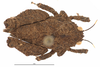 CollectionObject 1476917; f1cca081-22b4-41a3-ba39-9ef42e999443: female, dorsal view (syntype). (CollectionObject).