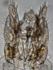 Pygofer, ventral view: (Observation).