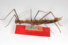 CollectionObject 1560290; 5e5d5267-cb7e-4862-a146-e301633140c8: copyright ZMB, Berlin. female, lateral view (paratype). (CollectionObject).;CollectionObject 1560291; 87646c42-9267-43be-8965-edf15a749cc9: copyright ZMB, Berlin. female, lateral view (paratype). (CollectionObject).;CollectionObject 1560292; 683d12e7-949b-4b50-9136-a19dccf017fc: copyright ZMB, Berlin. female, lateral view (paratype). (CollectionObject).