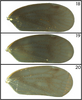 Forewing: (Observation).
