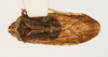 Habitus, dorsal view on Catonia arbutina Ball, 1933: (Observation).