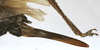 CollectionObject 1541894; a90a007c-aa4d-46ba-a58e-96ddc5f43785: female ovipositor (syntype). (CollectionObject).