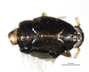 Habitus, dorsal view: !! display not done !! on Pissonotus divergens Bartlett, 2000: (Observation).
