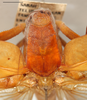 CollectionObject 1586792; b2b05d79-8dbb-4975-aa7b-8044811d7573: male pronotum, dorsal view, scale bar 5 mm. (CollectionObject).