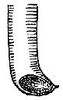 Jimenezia elegans Bolívar, 1881: male cercus. (Otu).