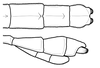 CollectionObject 1596259; c080a2c0-23b7-4f23-8529-3a7507e2a5fb: copyright NKUM Nankai. male: end of abdomen (paratype). (CollectionObject).